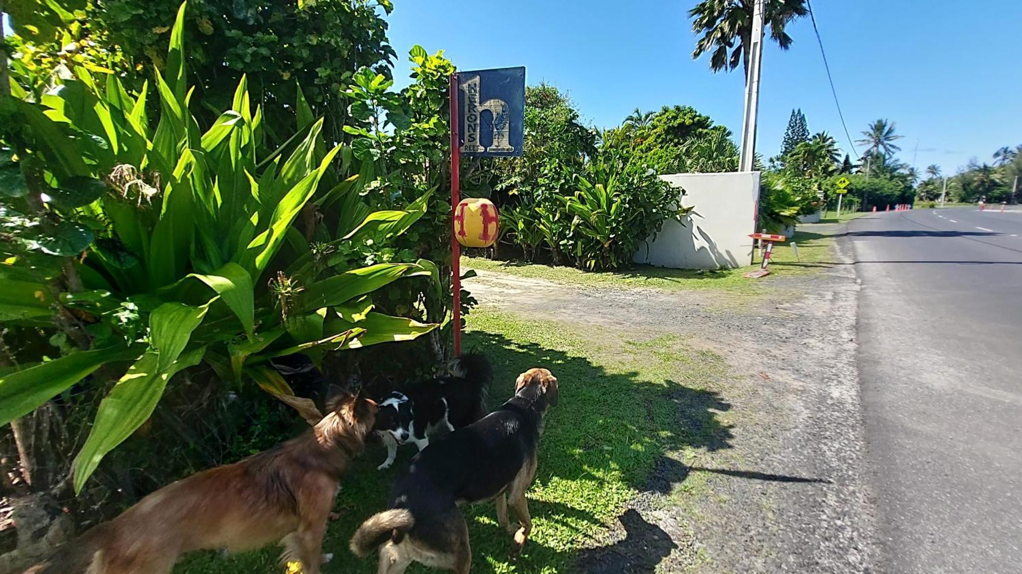 Herons Reef Holiday Apartments Rarotonga Dış mekan fotoğraf